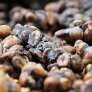 Kopi Luwak kávé
